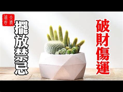 門口可放仙人掌嗎|【門口可放仙人掌嗎】門口可放仙人掌嗎？家門口放仙人掌有何影。